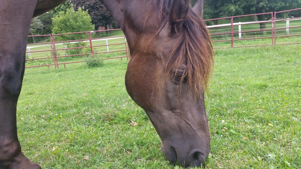 dragon-canadian-horse-grazing